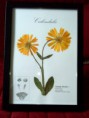 /products/calendula-4/